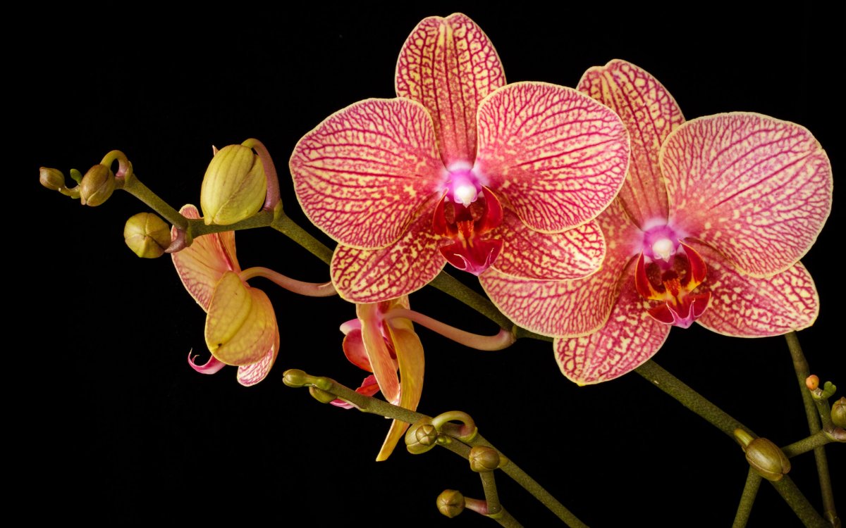 Orquídeas y traducción: La conexión simbólica de Interglossa
